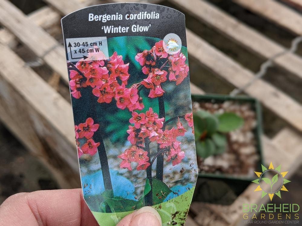 Bergenia 'Winter Glow' - NO SHIP -