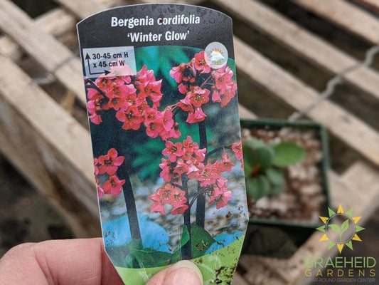 Bergenia 'Winter Glow' - NO SHIP -