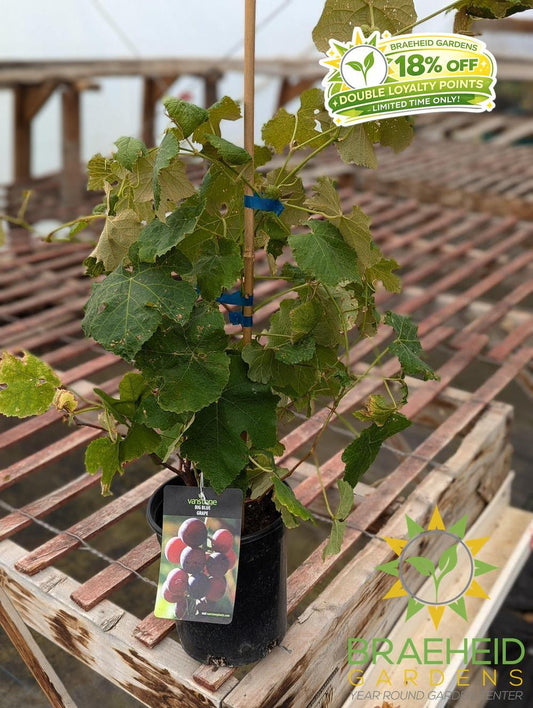 Buy Big Blue Grape - NO SHIP - an Vine in Grande Prairie Alberta - Braeheid Gardens Ltd.