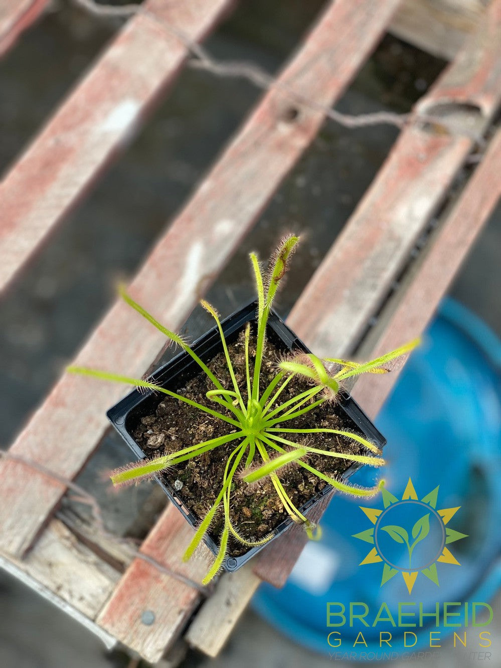 Sundew - Drosera Capensis Alba Cape