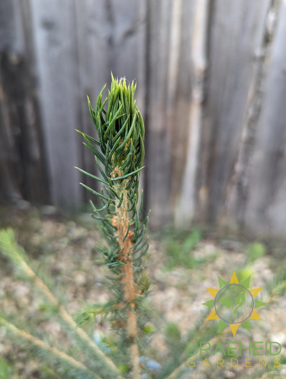 Norway Spruce- Tree for sale, Grown in Grande Prairie -Braeheid Gardens Ltd. on Emerson Trail