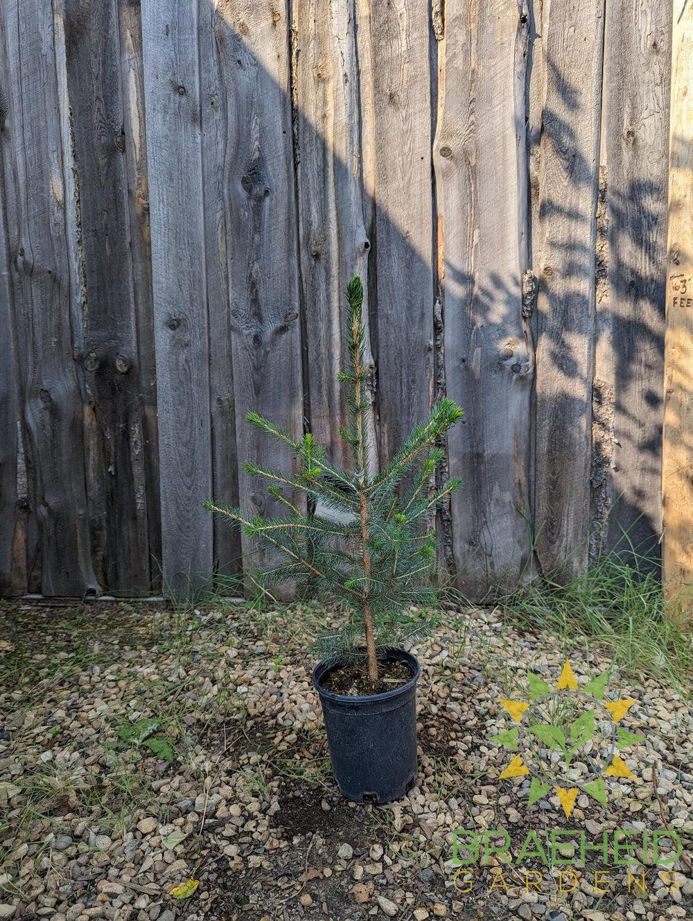 Norway Spruce- Tree for sale, Grown in Grande Prairie -Braeheid Gardens Ltd. on Emerson Trail
