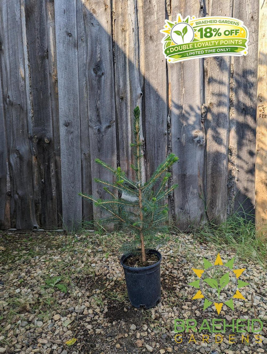 Norway Spruce- Tree for sale, Grown in Grande Prairie -Braeheid Gardens Ltd. on Emerson Trail