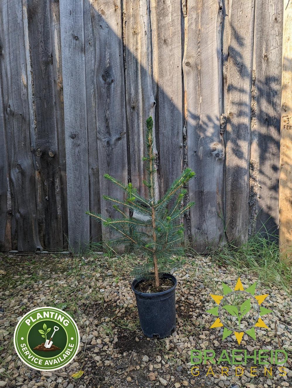 Norway Spruce- Tree for sale, Grown in Grande Prairie -Braeheid Gardens Ltd. on Emerson Trail