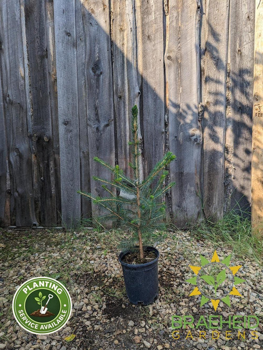 Norway Spruce- Tree for sale, Grown in Grande Prairie -Braeheid Gardens Ltd. on Emerson Trail