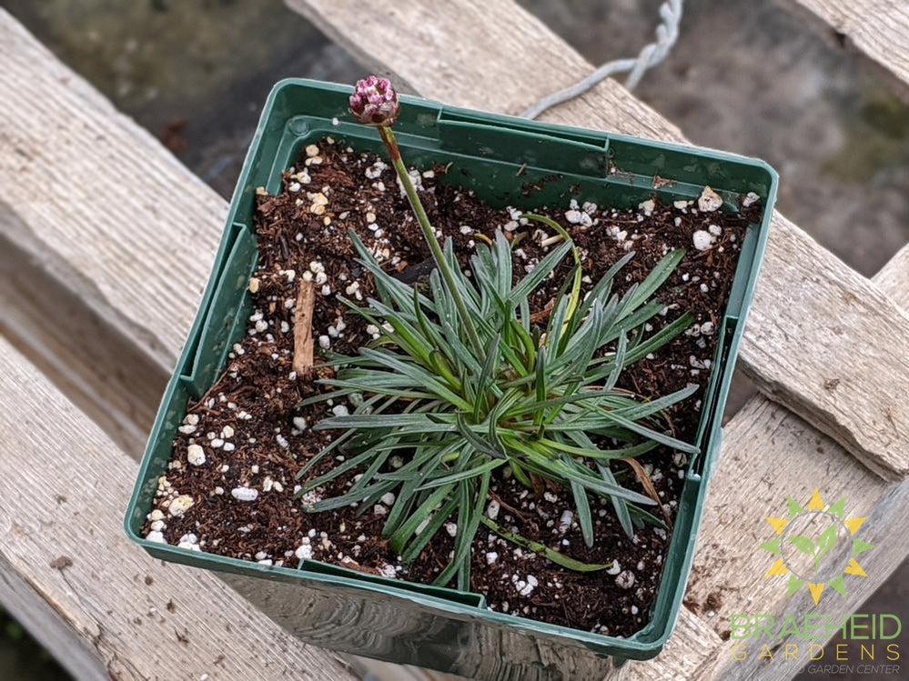 Armeria 'Rubrifolia' - NO SHIP -