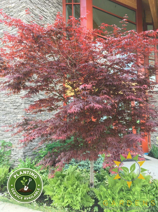 Bloodgood Japanese Maple- Tree for sale, Grown in Grande Prairie -Braeheid Gardens Ltd. on Emerson Trail