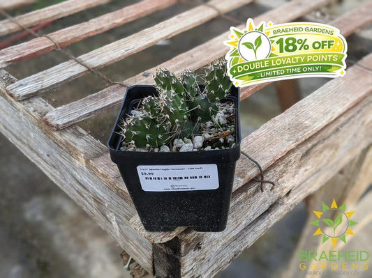 Opuntia Fragilis 'Keremeos' - Cold Hardy