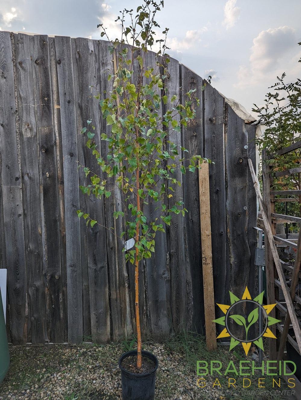 Paper Birch- Tree for sale, Grown in Grande Prairie -Braeheid Gardens Ltd. on Emerson Trail