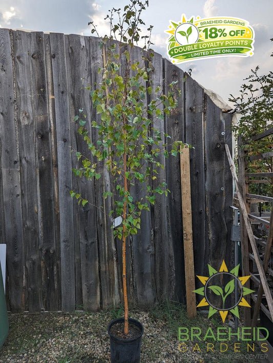 Paper Birch- Tree for sale, Grown in Grande Prairie -Braeheid Gardens Ltd. on Emerson Trail