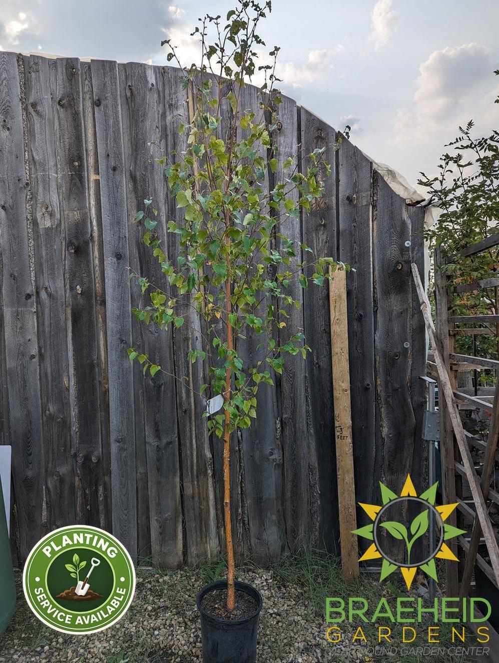 Paper Birch- Tree for sale, Grown in Grande Prairie -Braeheid Gardens Ltd. on Emerson Trail