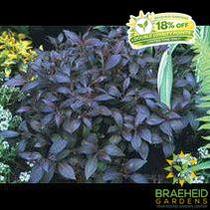 Midnight Wine® Weigela