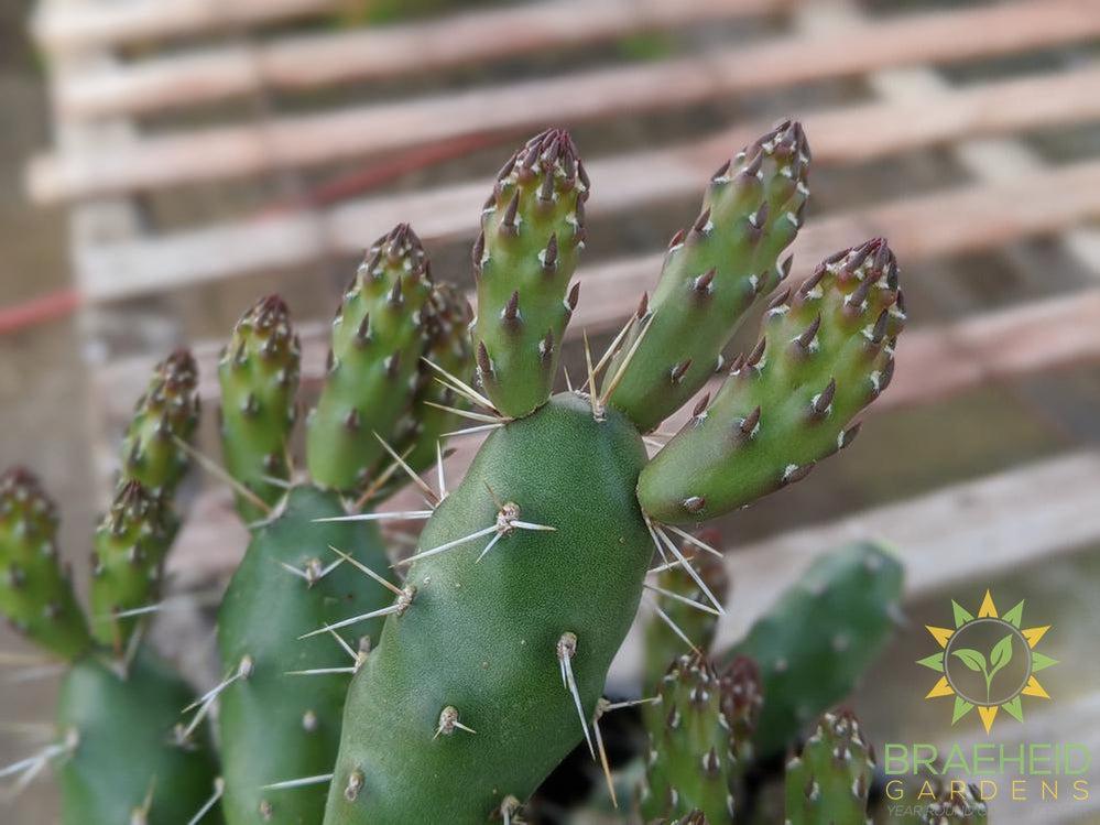 Opuntia 'Claude Arno' - Cold Hardy
