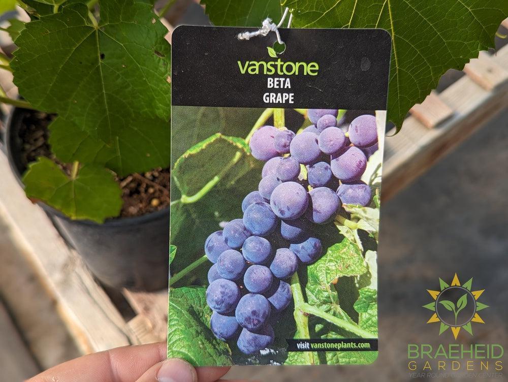 Buy Beta Grape an Vine in Grande Prairie Alberta - Braeheid Gardens Ltd.