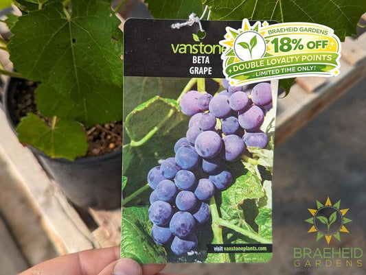 Buy Beta Grape an Vine in Grande Prairie Alberta - Braeheid Gardens Ltd.