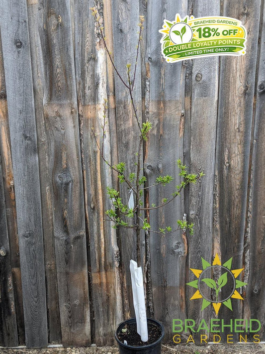 Mount Royal Plum- Tree for sale, Grown in Grande Prairie -Braeheid Gardens Ltd. on Emerson Trail