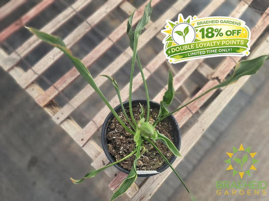 Hosta 'Praying Hands' - NO SHIP -