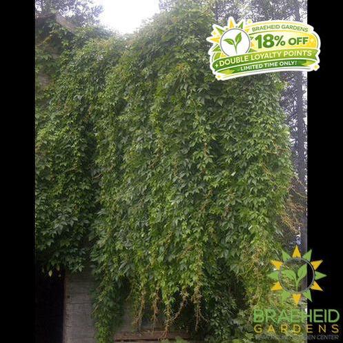 Engelman Ivy
