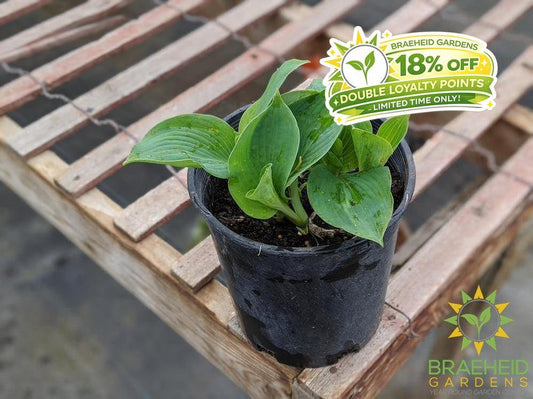 Love Pat Hosta - NO SHIP