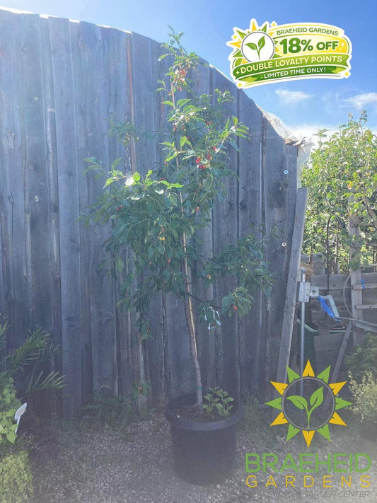 Evans Sour Cherry Tree- Tree for sale, Grown in Grande Prairie -Braeheid Gardens Ltd. on Emerson Trail