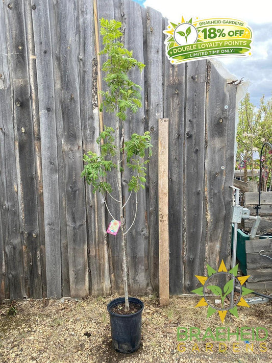 Luxor Pyramidal Mountain Ash- Tree for sale, Grown in Grande Prairie -Braeheid Gardens Ltd. on Emerson Trail