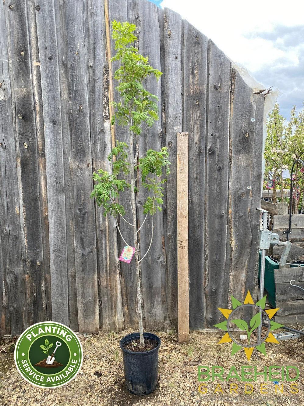 Luxor Pyramidal Mountain Ash- Tree for sale, Grown in Grande Prairie -Braeheid Gardens Ltd. on Emerson Trail