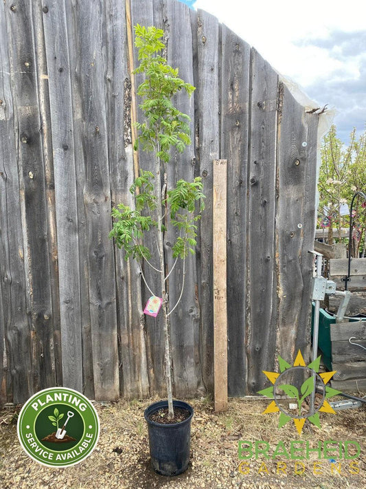 Luxor Pyramidal Mountain Ash- Tree for sale, Grown in Grande Prairie -Braeheid Gardens Ltd. on Emerson Trail
