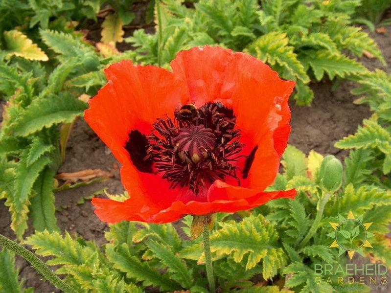 Brilliant Poppy