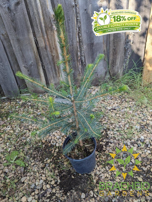 Norway Spruce- Tree for sale, Grown in Grande Prairie -Braeheid Gardens Ltd. on Emerson Trail