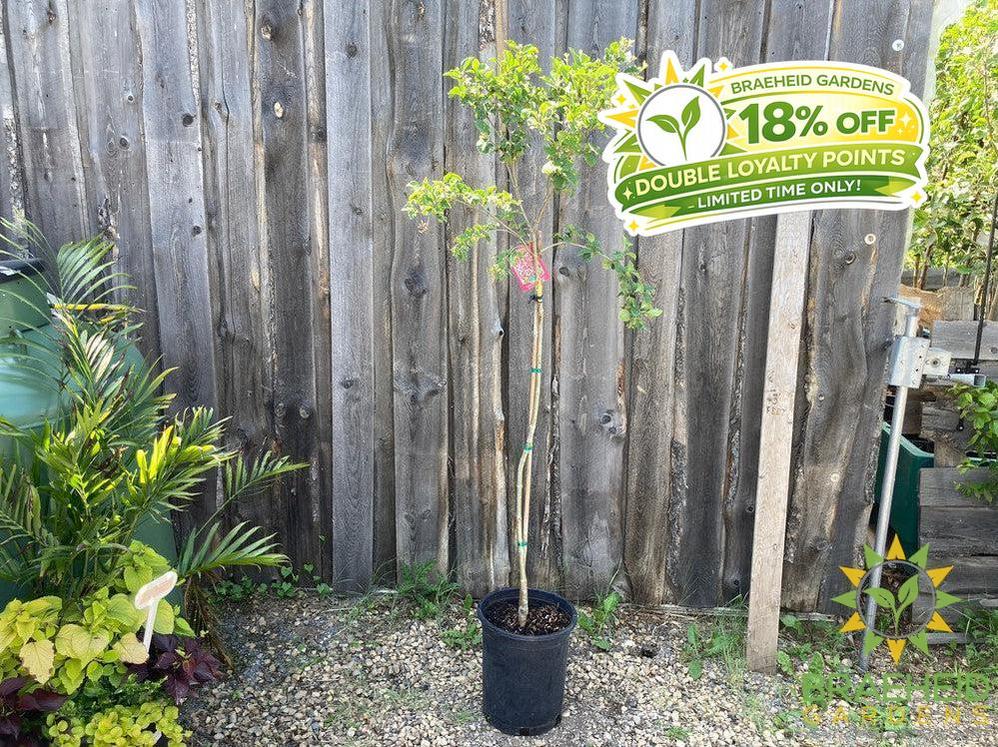 Tinkerbelle® Lilac Tree- Tree for sale, Grown in Grande Prairie -Braeheid Gardens Ltd. on Emerson Trail