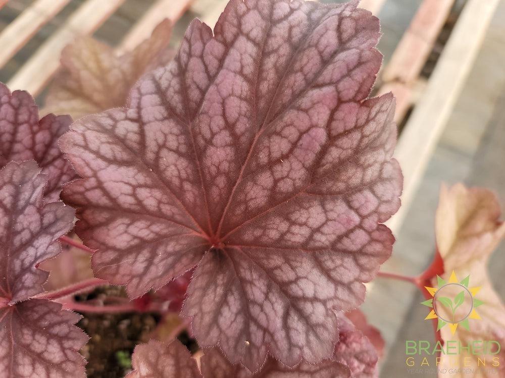 Heuchera 'Berry Smoothie' - NO SHIP -