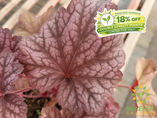 Heuchera 'Berry Smoothie' - NO SHIP -
