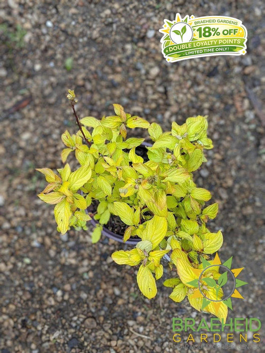 Neon Burst Dogwood