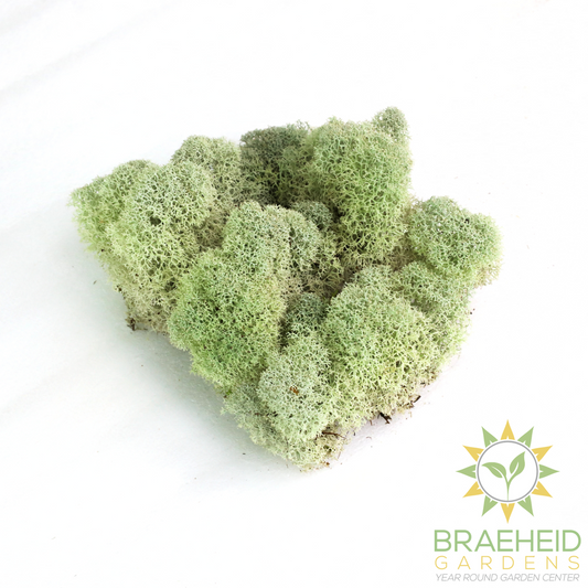 Natural Canadian Reindeer Moss - Revita-Moss