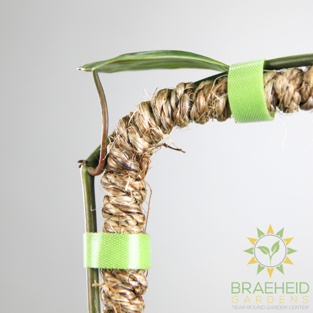 The Original Bendable Coir Pole™ - Best Seller (Tape Included)
