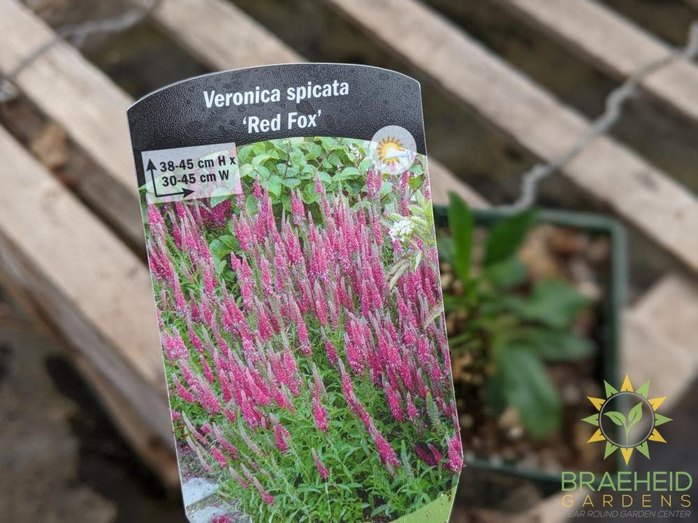 Veronica (Speedwell) 'Red Fox' - NO SHIP -