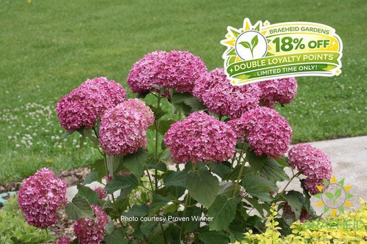 Invincibelle® Mini Mauvette® Hydrangea