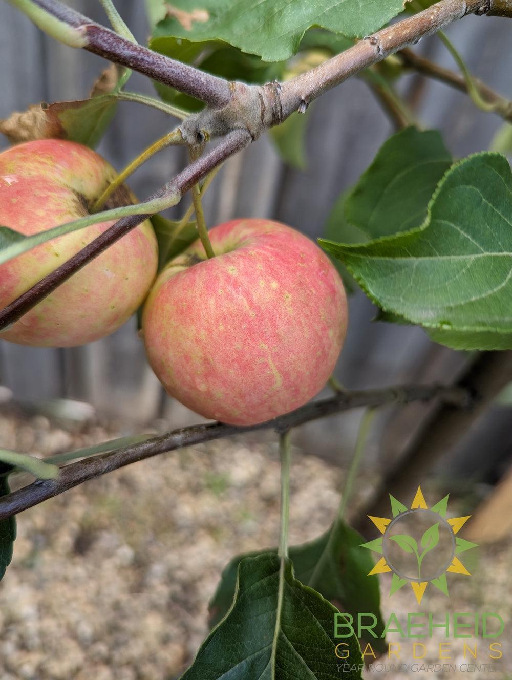 Rescue Crabapple- Tree for sale, Grown in Grande Prairie -Braeheid Gardens Ltd. on Emerson Trail