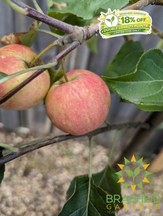 Rescue Crabapple- Tree for sale, Grown in Grande Prairie -Braeheid Gardens Ltd. on Emerson Trail