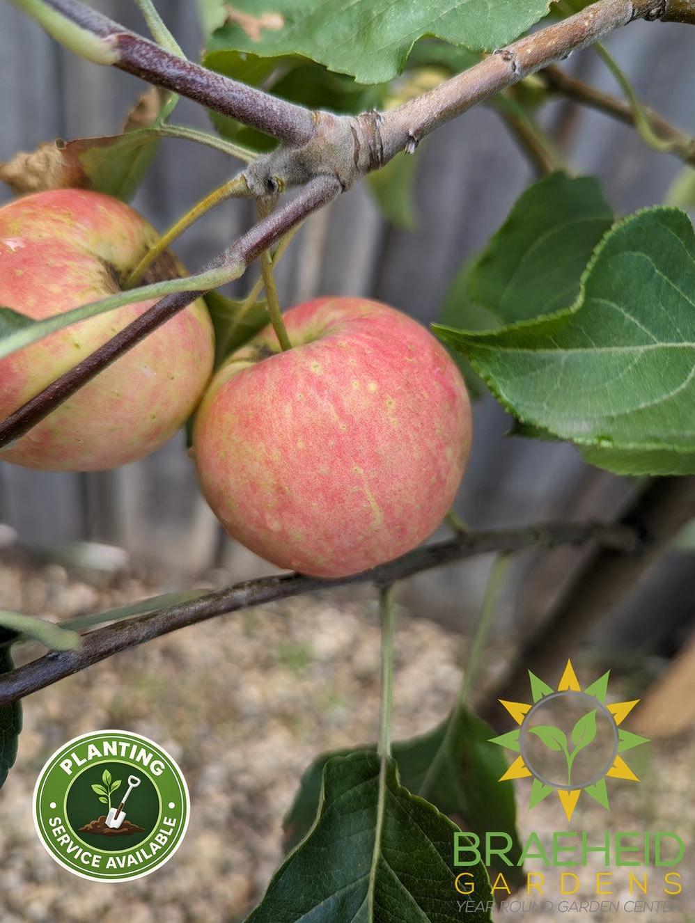 Rescue Crabapple- Tree for sale, Grown in Grande Prairie -Braeheid Gardens Ltd. on Emerson Trail