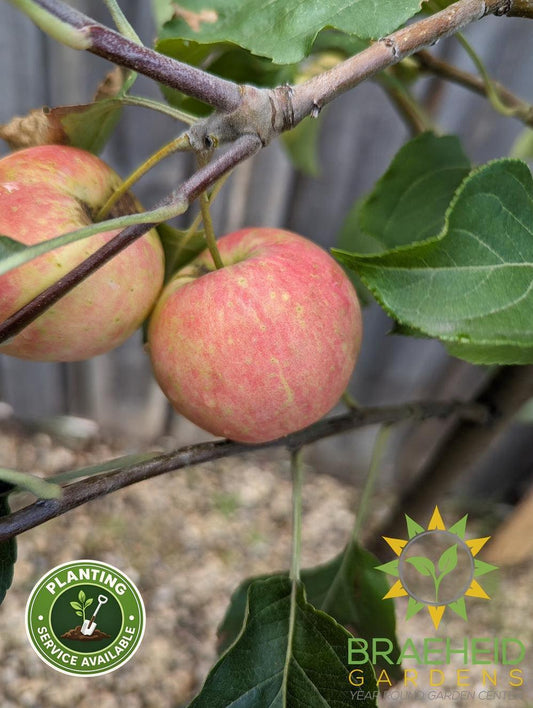 Rescue Crabapple- Tree for sale, Grown in Grande Prairie -Braeheid Gardens Ltd. on Emerson Trail