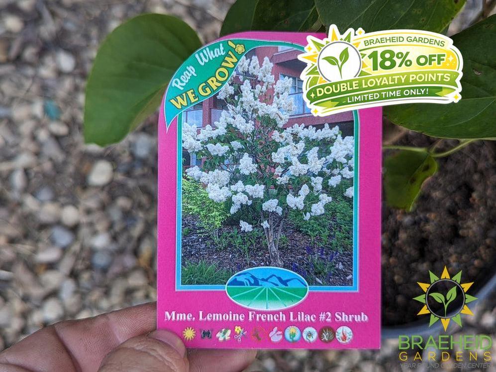 Mme. Lemoine French Lilac