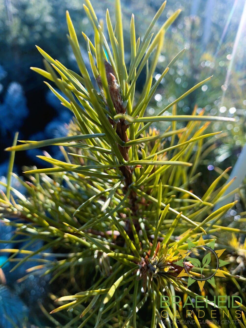 Jack Pine