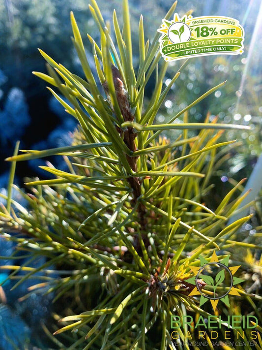 Jack Pine