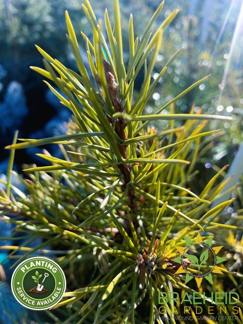 Jack Pine