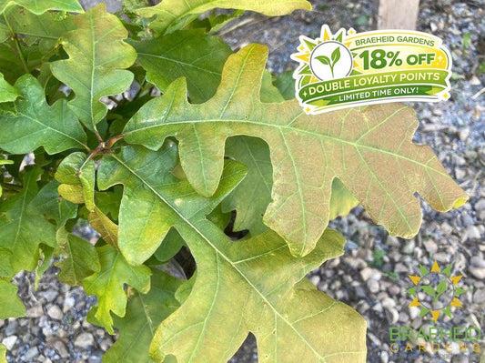 Bur Oak- Tree for sale, Grown in Grande Prairie -Braeheid Gardens Ltd. on Emerson Trail