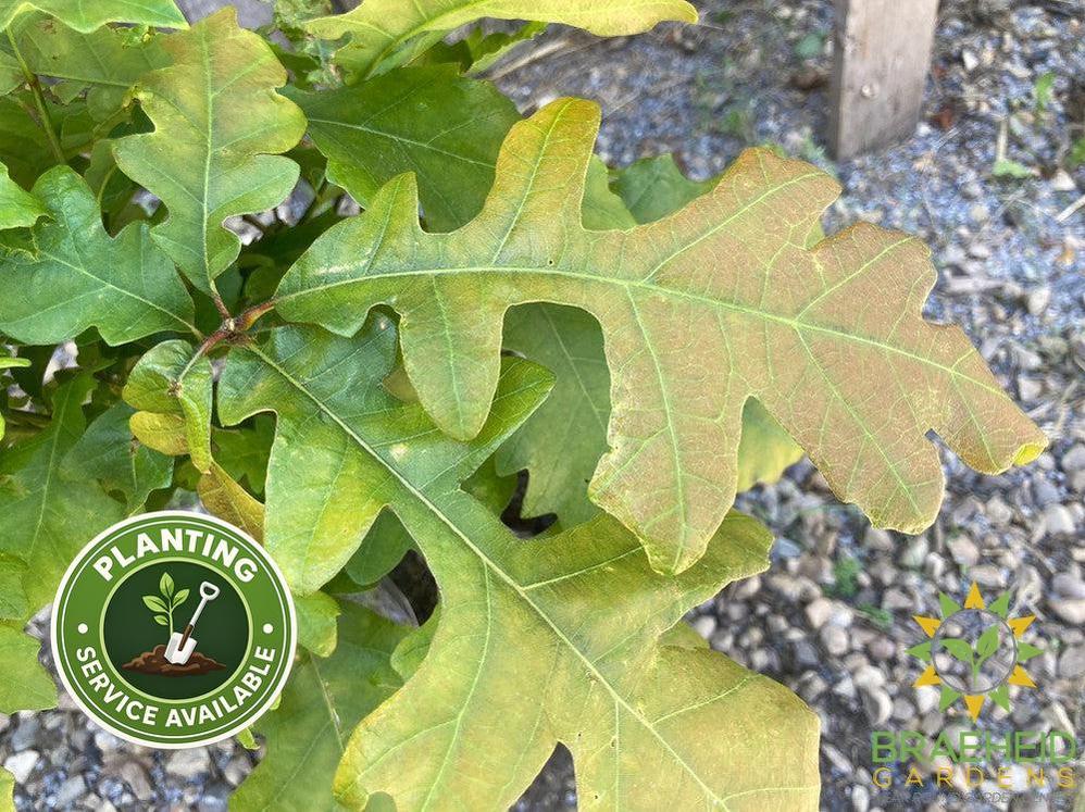 Bur Oak- Tree for sale, Grown in Grande Prairie -Braeheid Gardens Ltd. on Emerson Trail