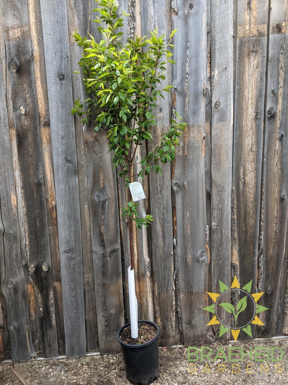 Ming Cherry Tree- Tree for sale, Grown in Grande Prairie -Braeheid Gardens Ltd. on Emerson Trail