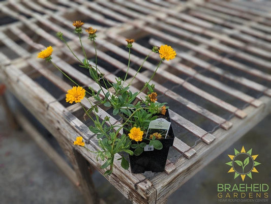 Coreopsis 'Jethro Tull' -NO SHIP-