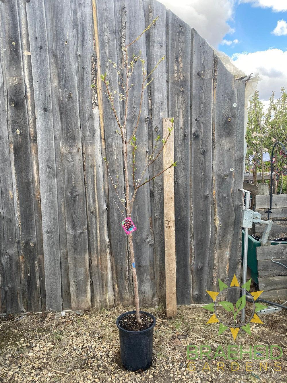 Superior Plum- Tree for sale, Grown in Grande Prairie -Braeheid Gardens Ltd. on Emerson Trail